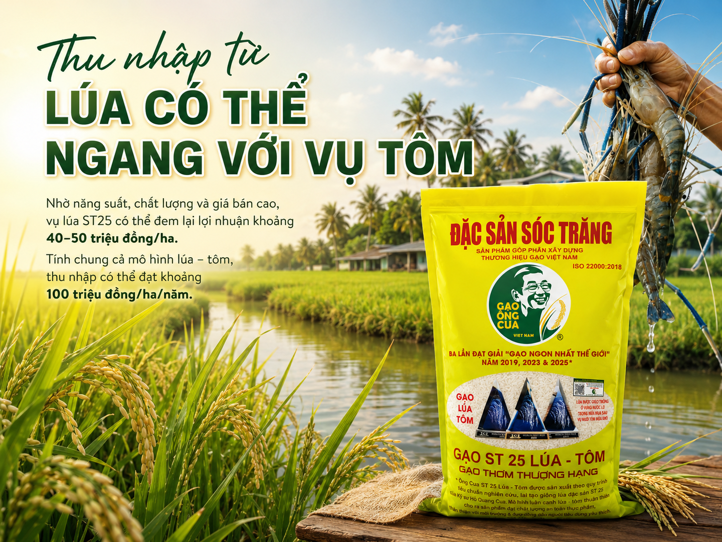 Thu nhập từ lúa có thể ngang với vụ tôm
