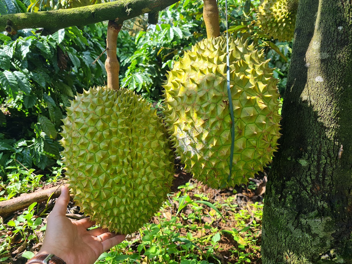 Chuỗi liên kết còn mỏng và dễ đứt gãy