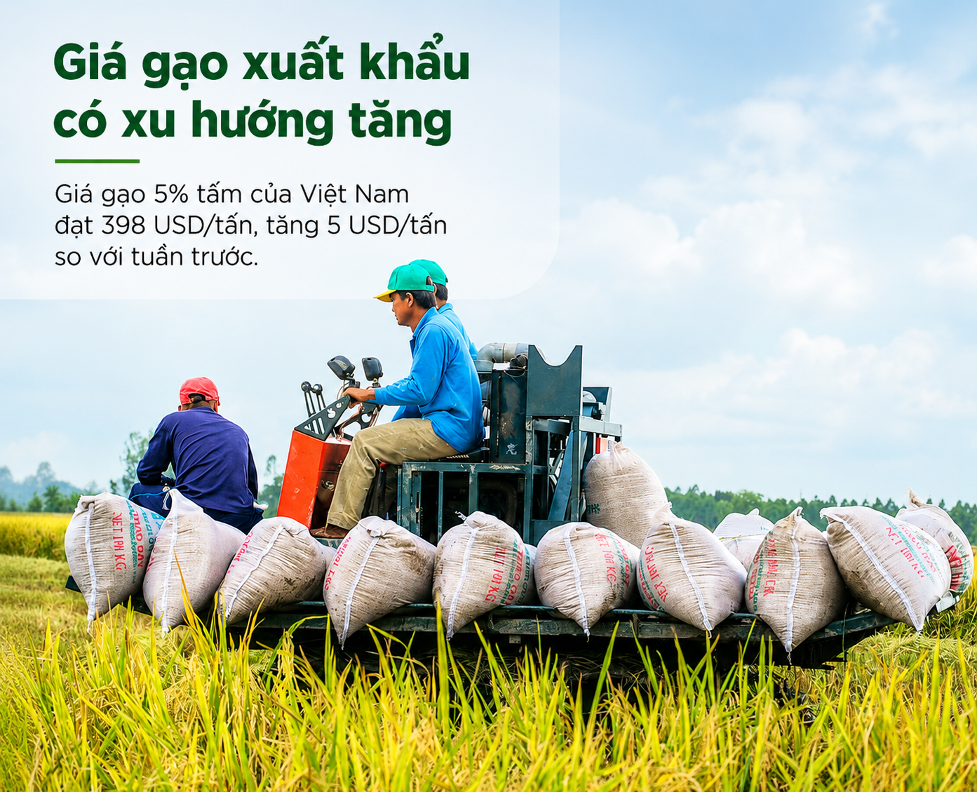 Giá gạo xuất khẩu có xu hướng tăng