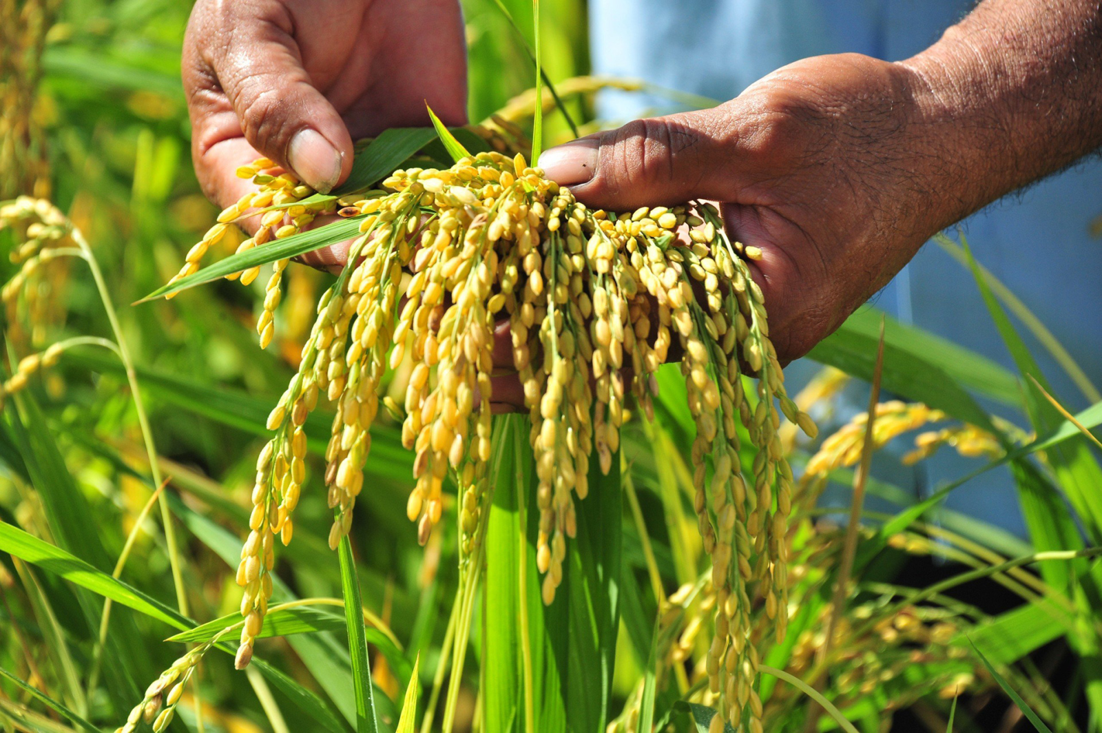 Gạo Việt xanh phát thải thấp