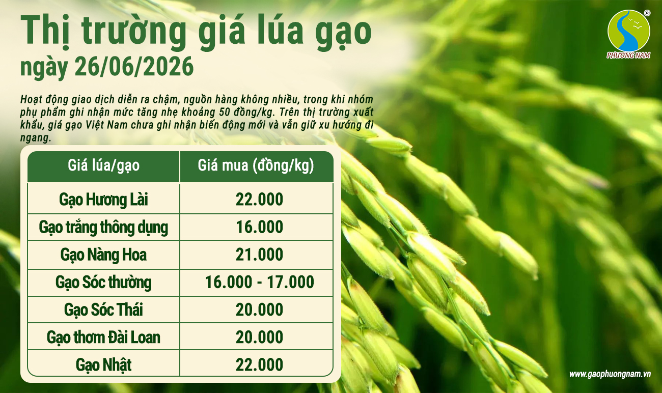 Giá lúa gạo hôm nay 25/6/2026