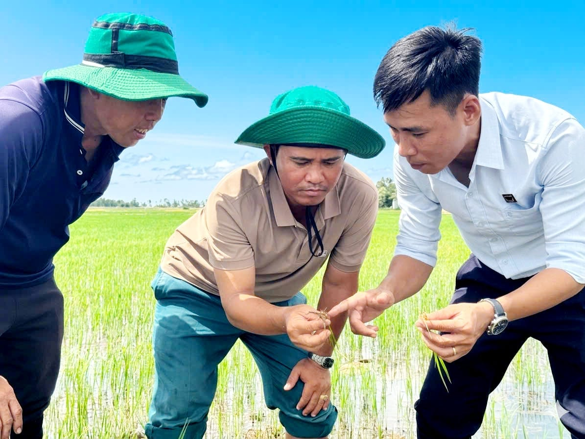 Nông dân cùng nhân viên kỹ thuật Công ty Cổ phần Phân bón Bình Điền kiểm tra sự phát triển của bộ rễ lúa trên nền đất phèn được cải tạo. Ảnh: Ngọc Vân.