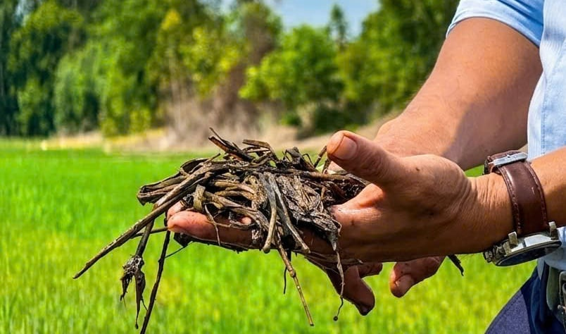 Phụ phẩm rơm rạ sau thu hoạch được xử lý hoai mục, trở thành nguồn hữu cơ quý giá cho đất. Ảnh: Ngọc Vân.