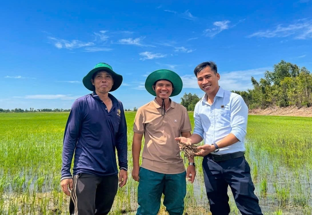 Niềm vui của ông Nguyễn Văn Đủ (giữa) khi rơm rạ vụ trước đã phân hủy tốt, không còn lo ngại ngộ độc hữu cơ. Ảnh: Ngọc Vân.