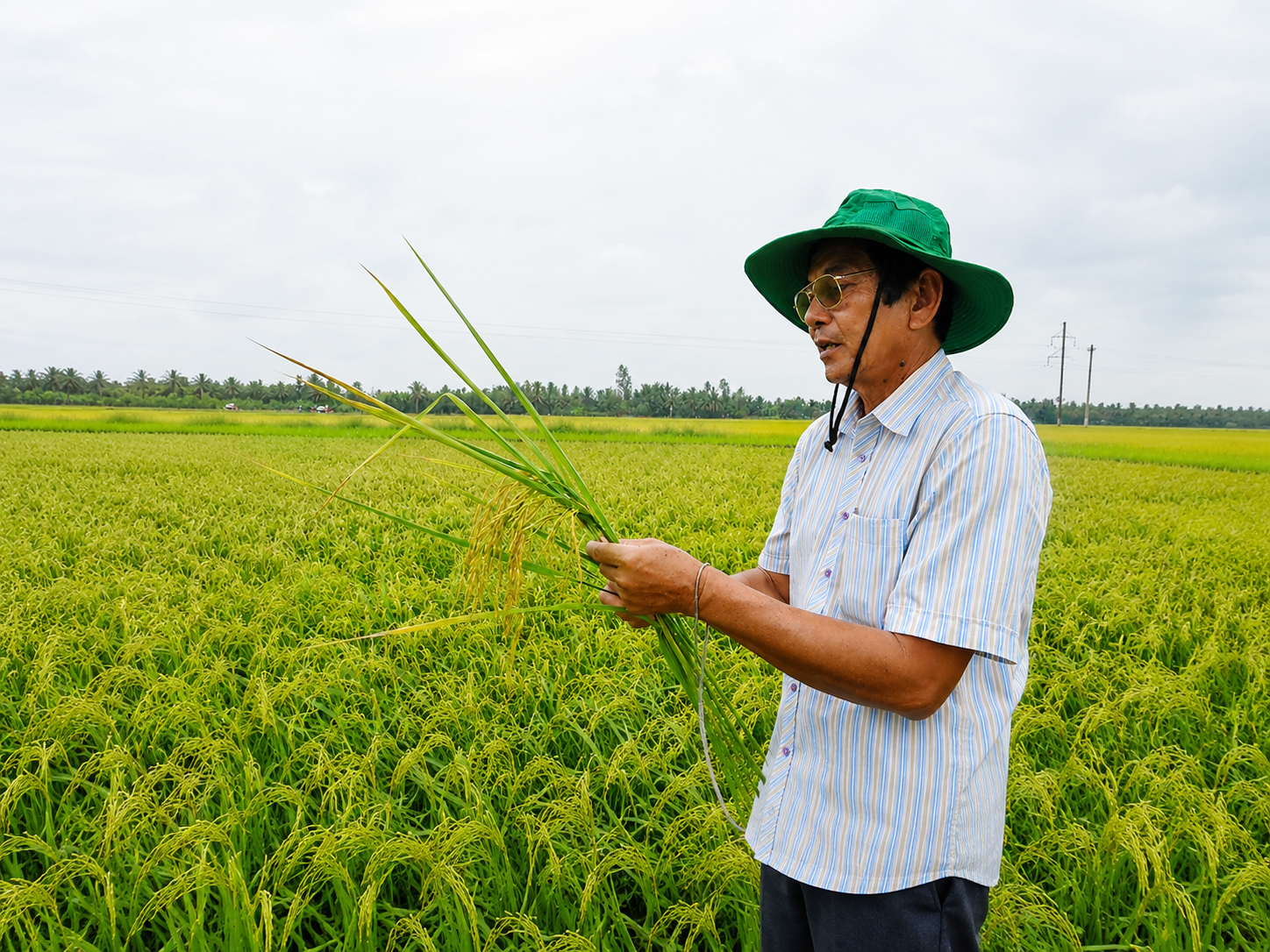 Người “thổi hồn” cho gạo Việt - Gần 30 năm đi tìm giống lúa thơm cho Việt Nam