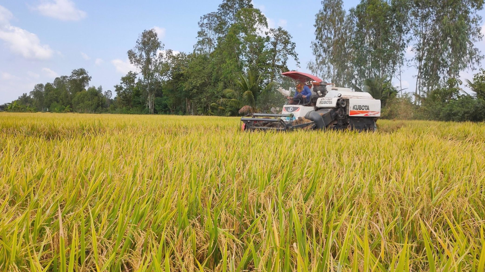 ST25 Và Bước Ngoặt Của Gạo Việt Nam Trên Thị Trường Quốc Tế