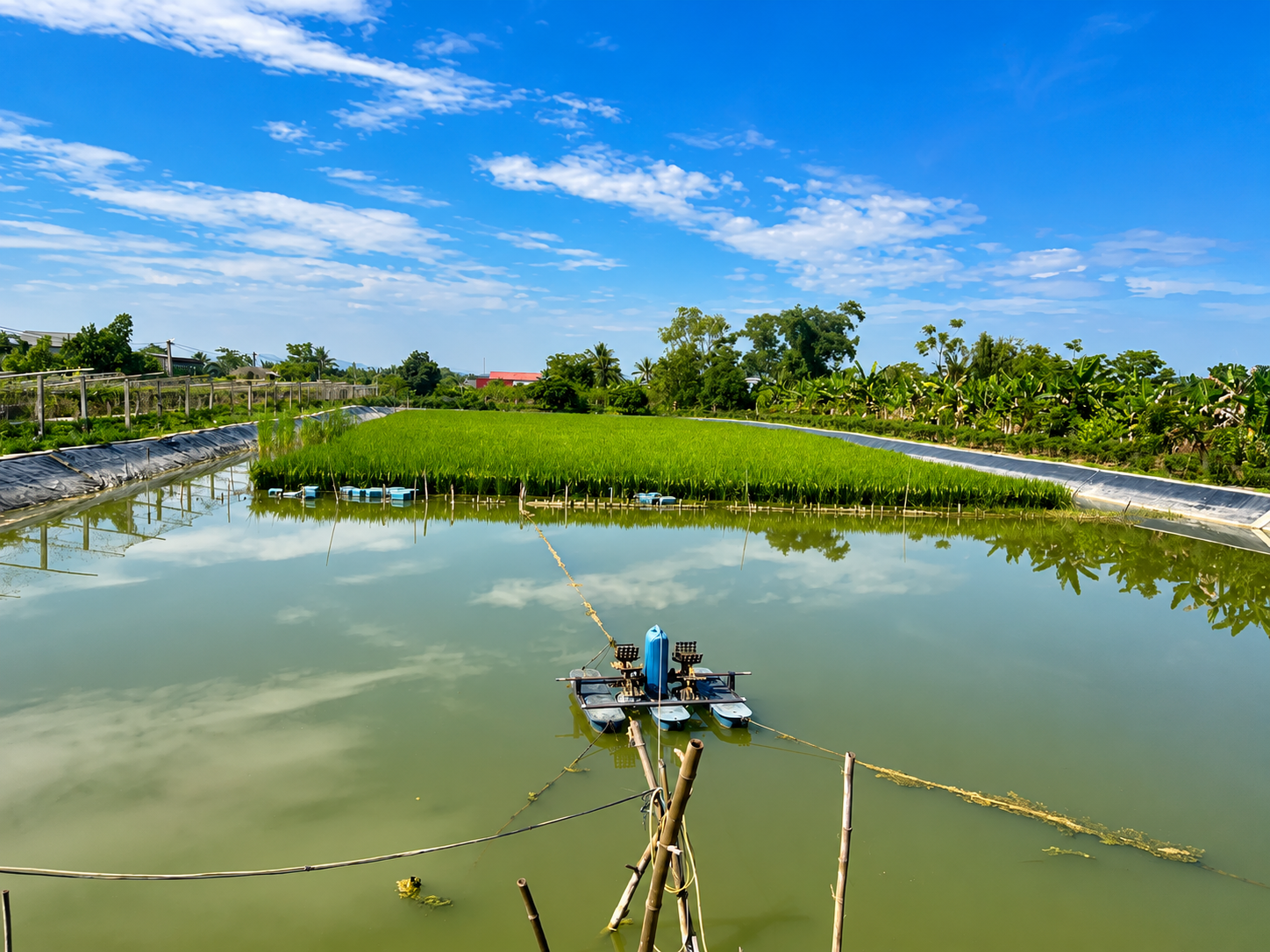 Bỏ cá nuôi tôm càng xanh trên ruộng lúa, nông dân Thanh Hóa thu lãi gấp 5 lần