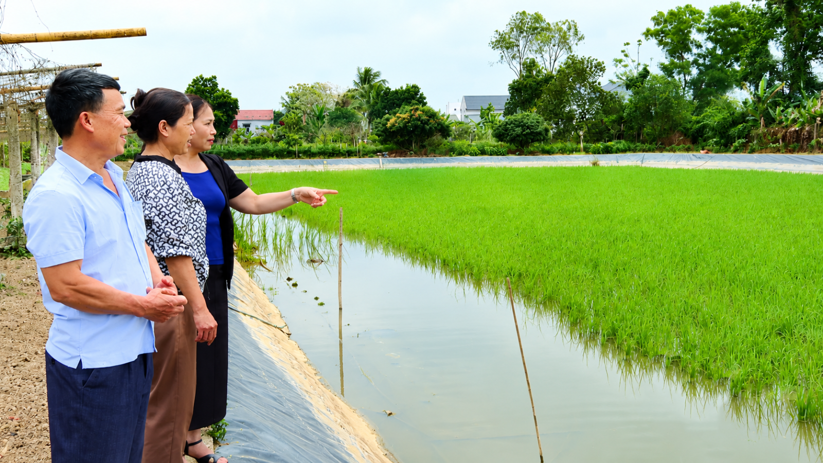 Bỏ cá nuôi tôm càng xanh trên ruộng lúa, nông dân Thanh Hóa thu lãi gấp 5 lần