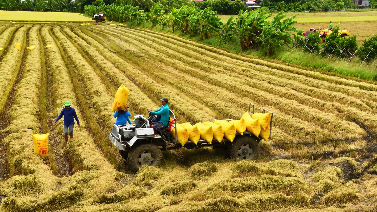 Gạo Việt có thể giữ được vị trí xuất khẩu thứ hai thế giới trong bao lâu?