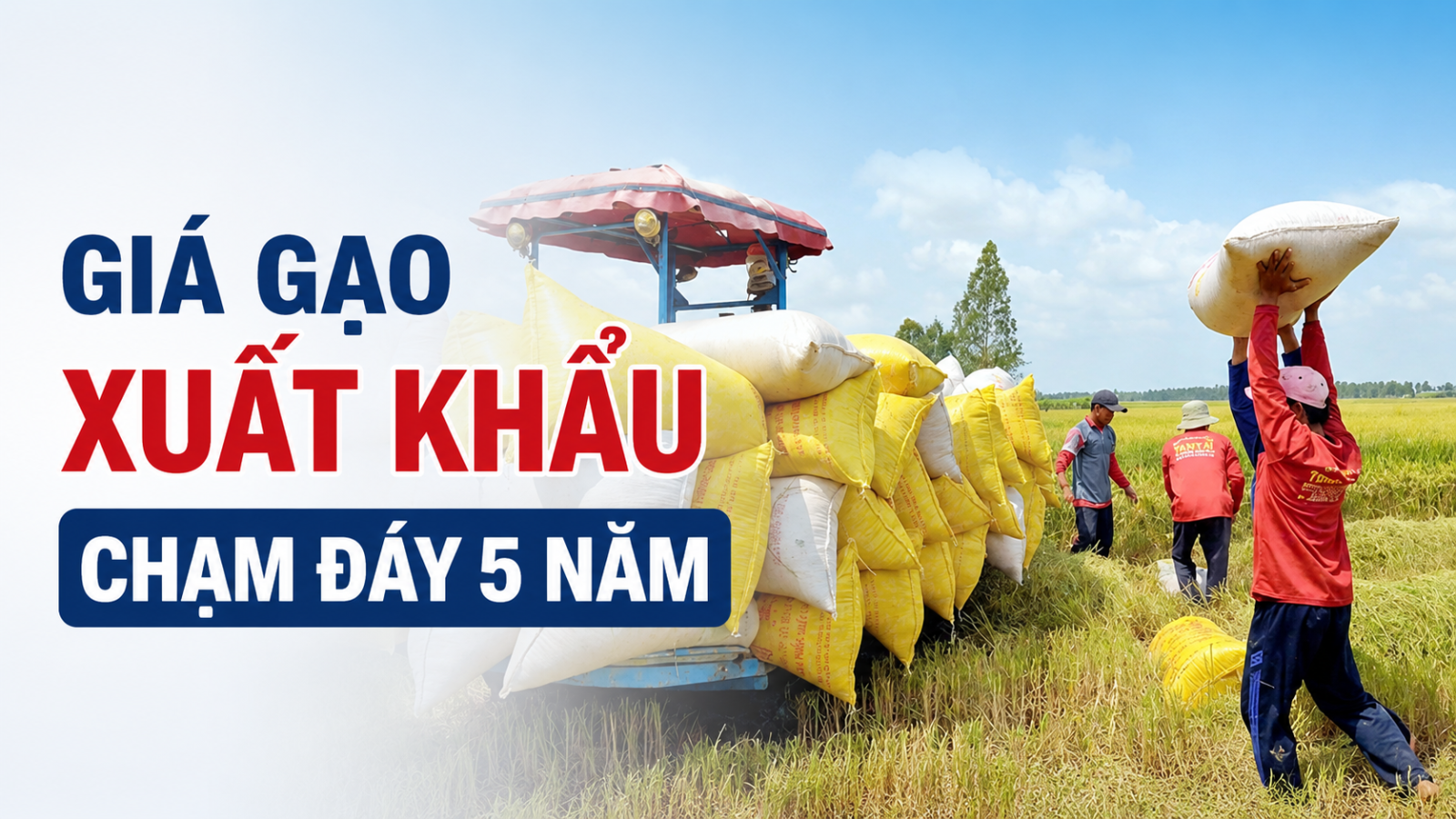 Giá gạo xuất khẩu của Việt Nam đang giảm mạnh, xuống mức thấp nhất trong khoảng 5 năm trở lại đây. Diễn biến này cho thấy áp lực cạnh tranh ngày càng lớn trên thị trường gạo thế giới, đồng thời đặt ra thách thức không nhỏ cho doanh nghiệp xuất khẩu và người nông dân trồng lúa trong nước.