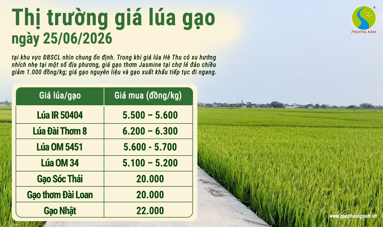 Giá lúa gạo hôm nay 25/6/2026