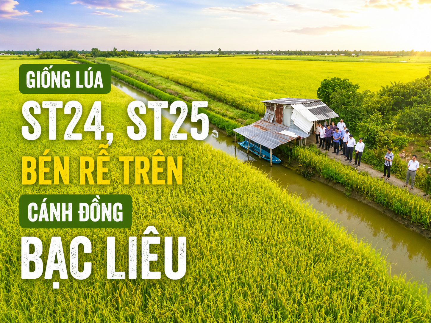 ST24, ST25 thích nghi tốt với đất phèn, mặn