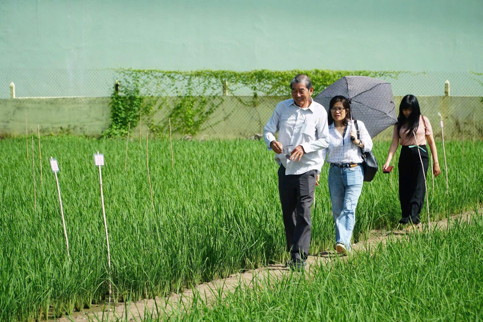 Ông Hồ Quang Cua dẫn phóng viên đi thăm các ruộng lúa ST được trồng thử nghiệm với những điều kiện khác nhau. (Ảnh: Nguyễn Thanh Phong)