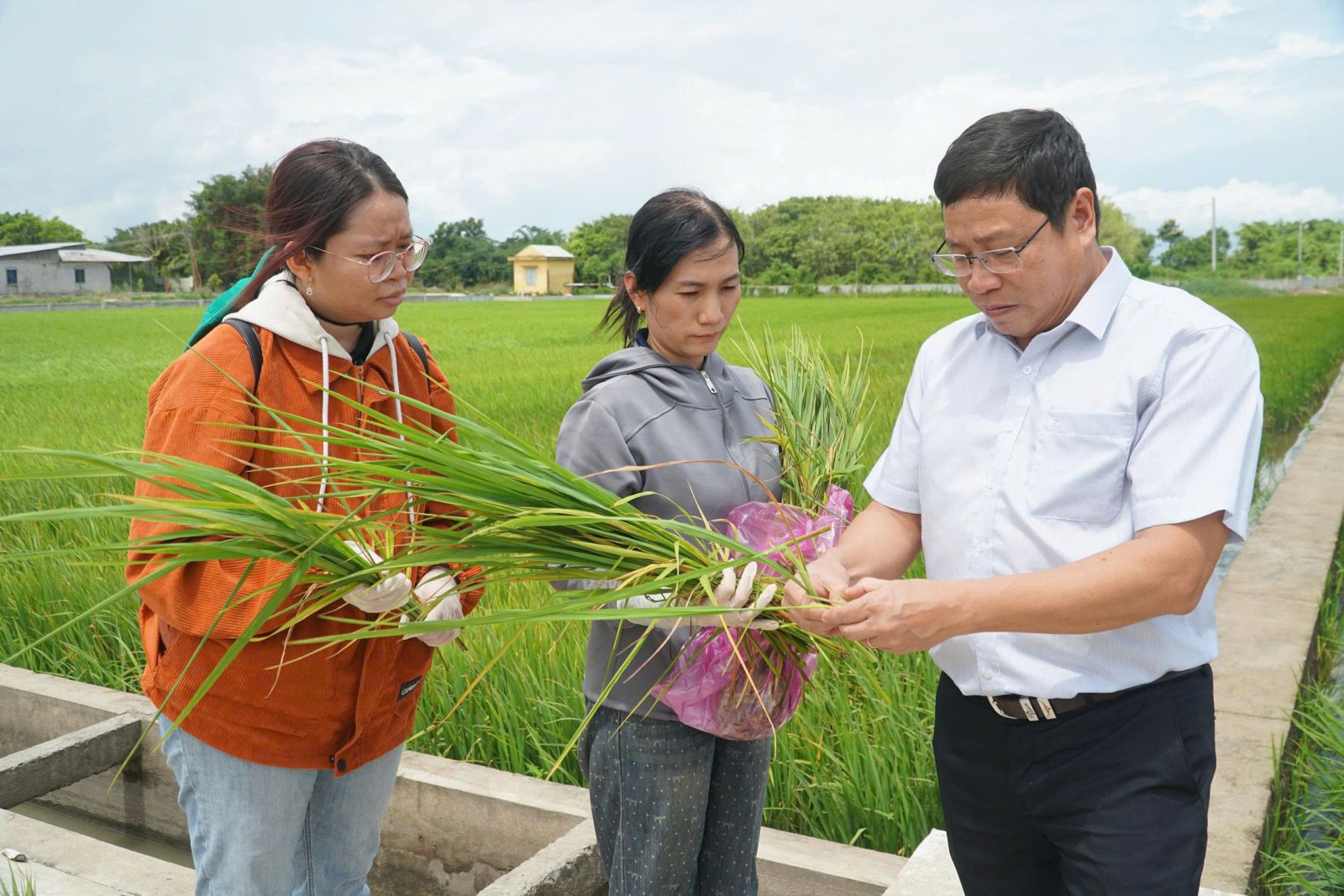 Tiến sĩ Trần Ngọc Thạch – Viện trưởng Viện lúa ĐBSCL và các cộng sự nghiên cứu từng loại sâu bệnh và ảnh hưởng của biến đổi khí hậu tới các giống lúa…