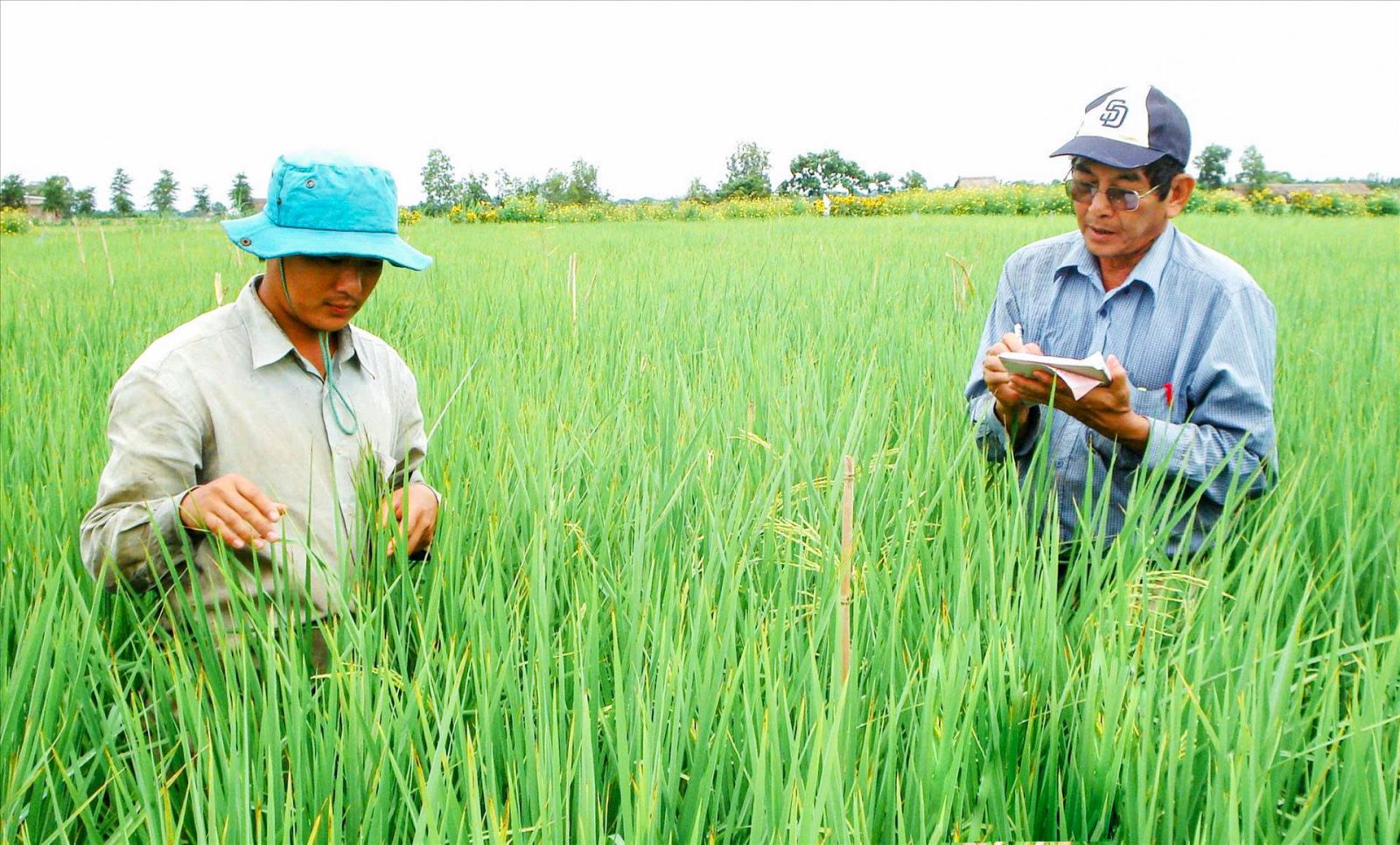 Kỹ sư Hồ Quang Cua (bên phải) cùng cộng sự tỉ mỉ kiểm tra, ghi chép sự phát triển của các dòng lúa ST ngay trên cánh đồng thực nghiệm tại vùng đất Sóc Trăng. Ảnh: Tư liệu