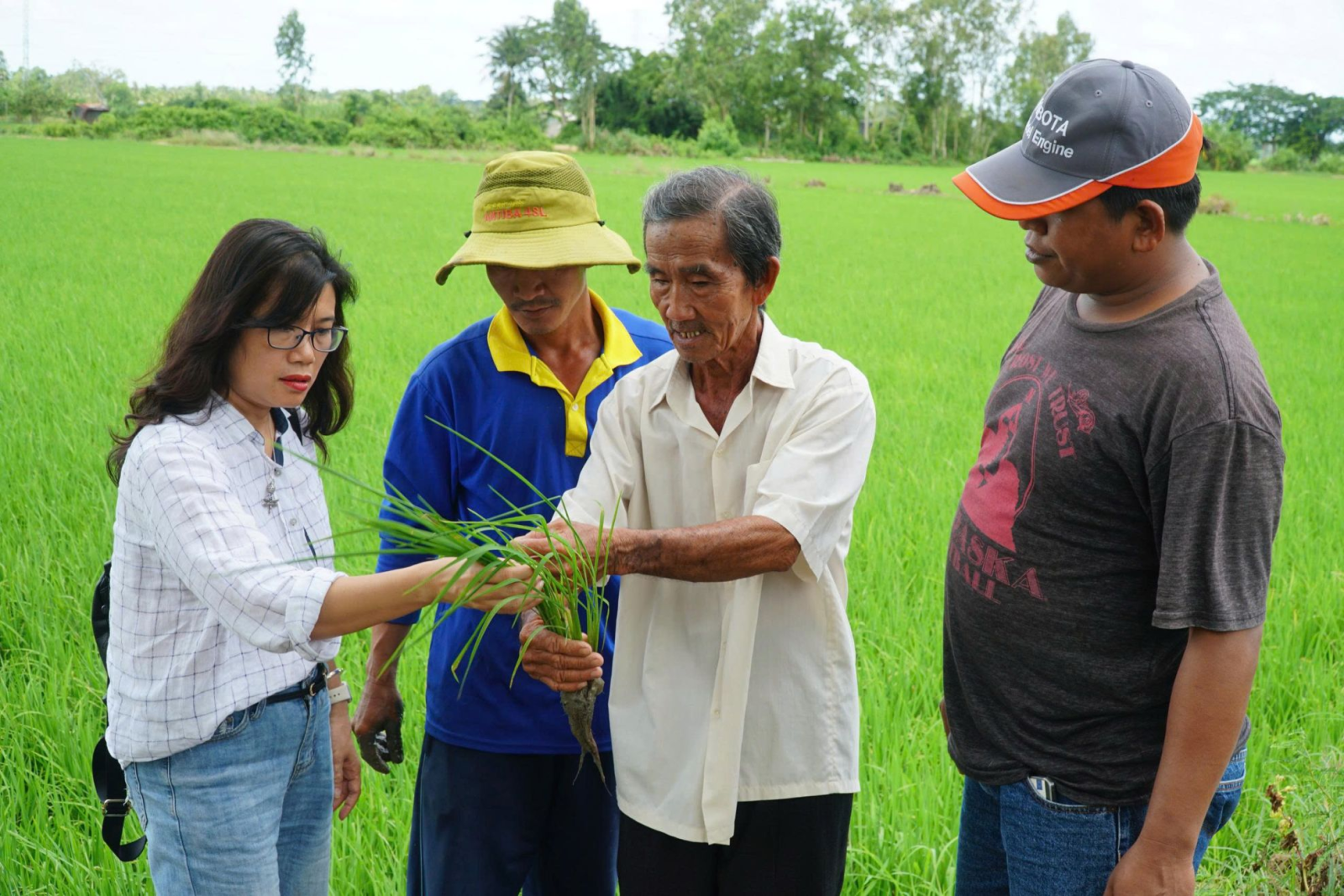 Nguồn giống ST rất hiếm, vì thế, đất trồng lúa ST cũng được chọn lọc rất kỹ.