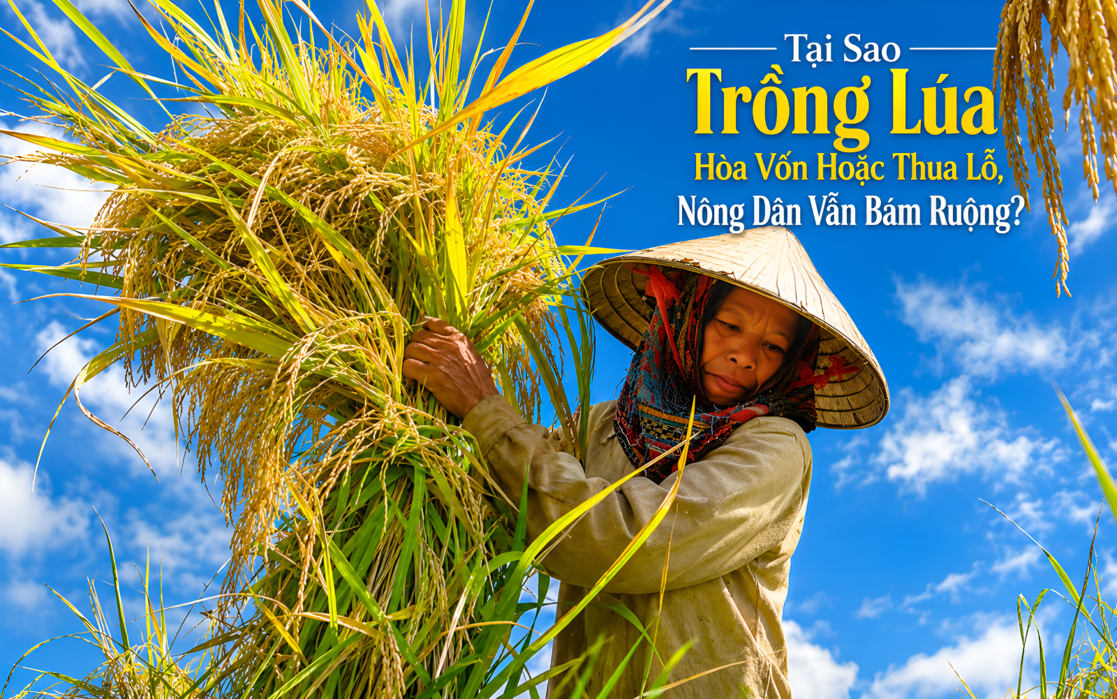 Tại Sao Trồng Lúa Hòa Vốn Hoặc Thua Lỗ, Nông Dân Vẫn Bám Ruộng?
