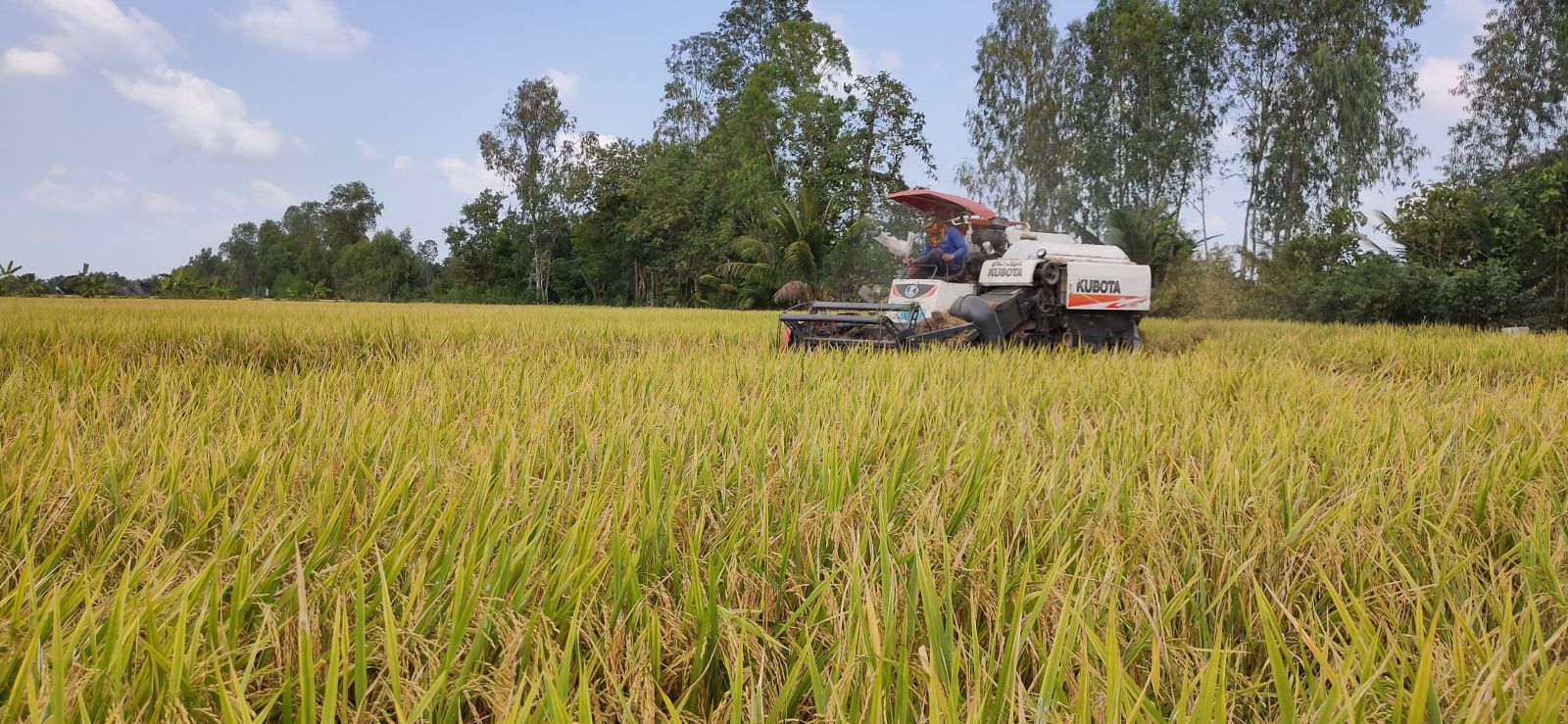 Từ truyền thống chọn tạo giống đến dấu ấn lúa thơm Sóc Trăng