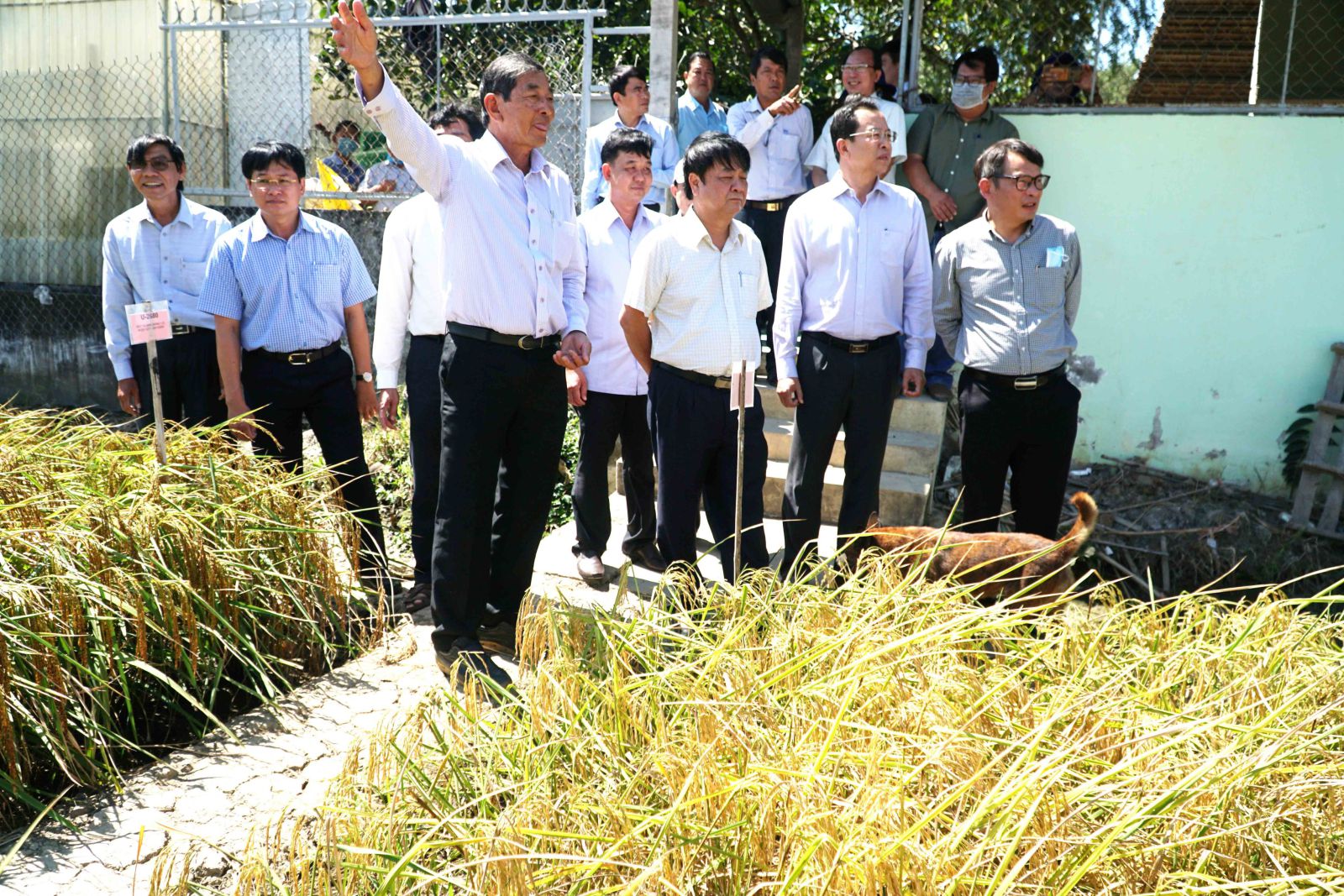 ST25 và hành trình đưa gạo Sóc Trăng vang danh thế giới