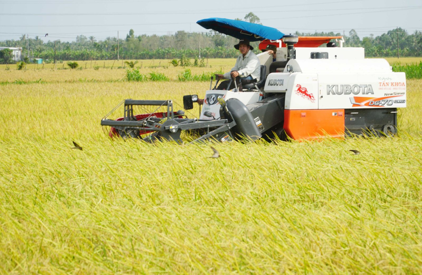 Sóc Trăng cũng đặt mục tiêu nâng cao giá trị nông sản, tăng thu nhập cho nông dân và nâng giá trị thu nhập trên một đơn vị diện tích lên hơn 250 triệu đồng/ha vào năm 2025