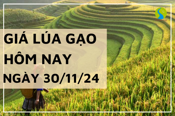 Giá lúa gạo hôm nay 30/11/2024