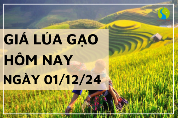 Giá lúa gạo hôm nay ngày 01/12/2024 