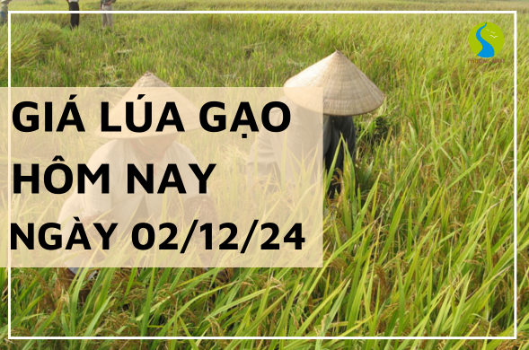 Giá lúa gạo hôm nay ngày 02/12/2024