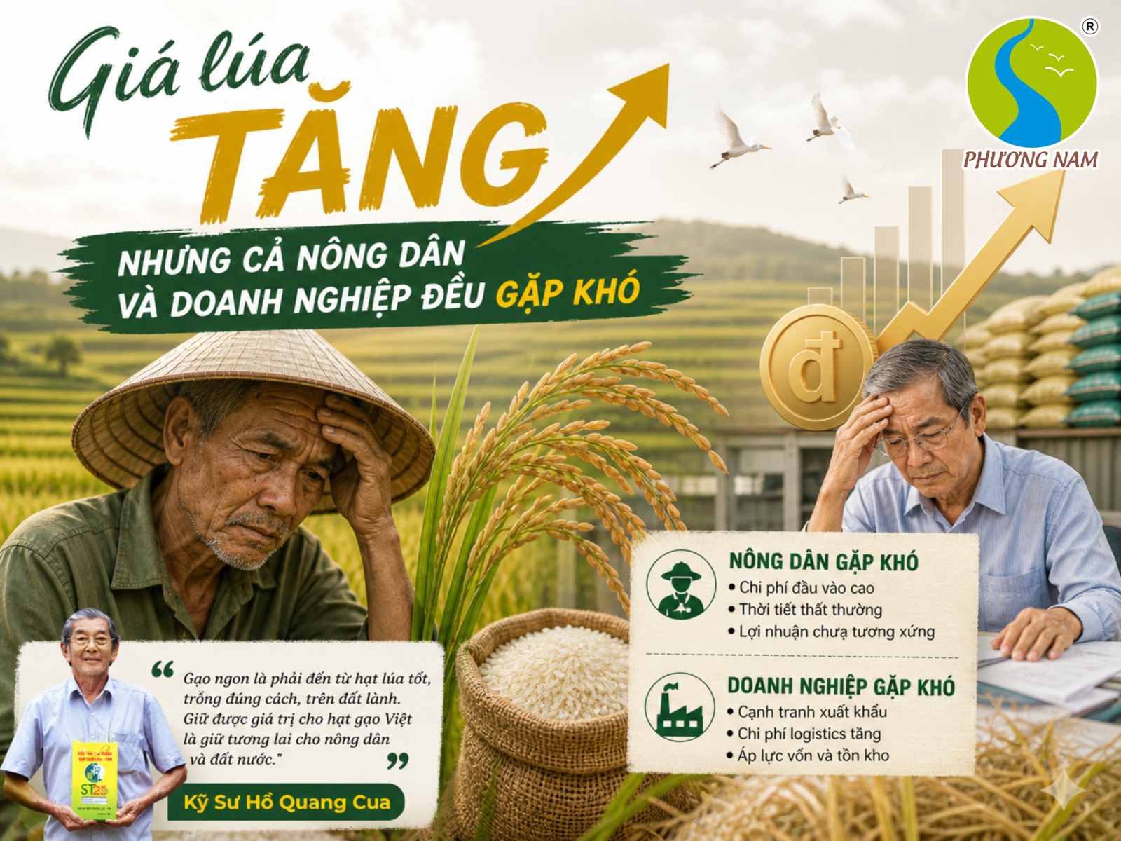 Giá lúa tăng nhưng cả nông dân và doanh nghiệp đều gặp khó