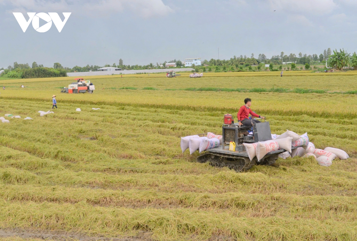 Tại ĐBSCL, người nông dân ngày càng tiếp cận và ứng dụng nhanh hơn với những tiến bộ khoa học - công nghệ để áp dụng vào sản xuất