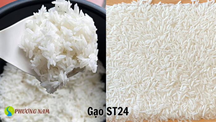 Hình ảnh cơm và gạo ST24