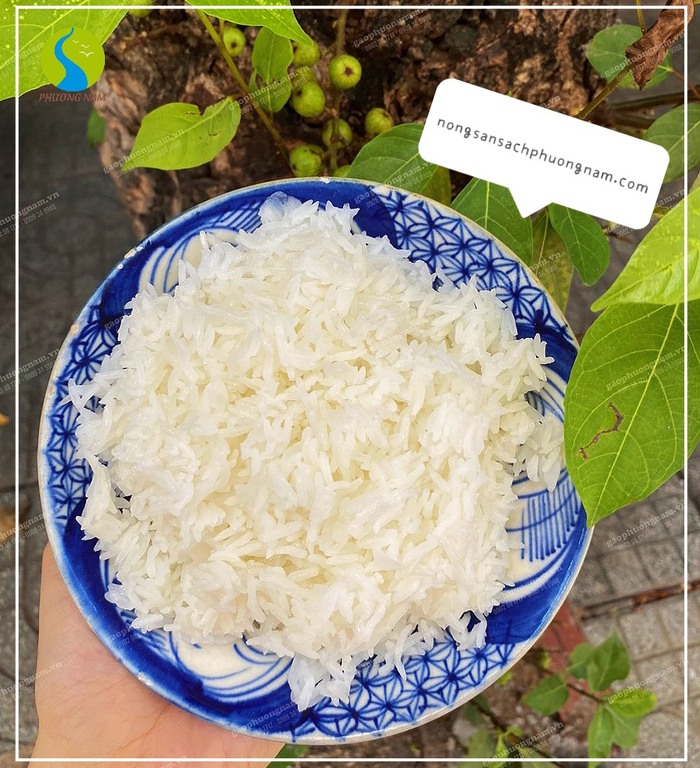 Cơm gạo hữu cơ ST25 