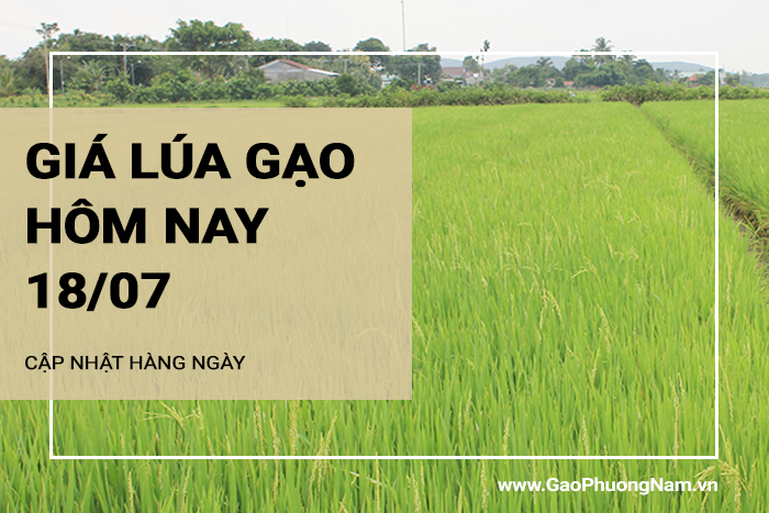 Giá lúa gạo hôm nay 18/07/2024