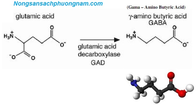 Cấu trúc hợp chất GABA