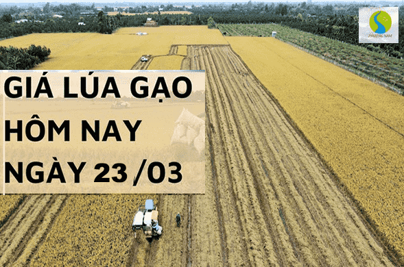 Giá lúa gạo hôm nay 23/3 tại Đồng bằng sông Cửu Long giảm cả lúa, gạo