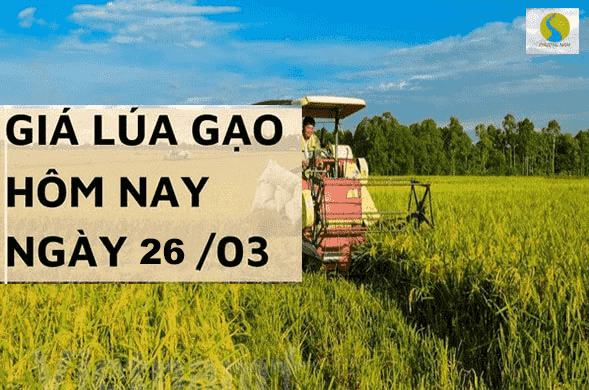 Giá lúa gạo ngày 26/3/ tại Đồng bằng sông Cửu Long gạo tăng, lúa giảm