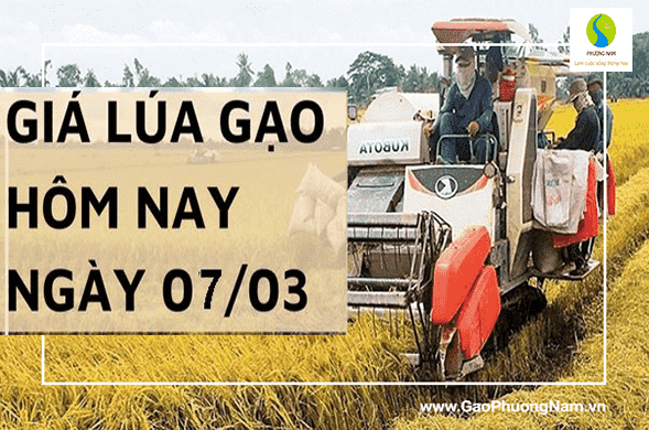 Giá lúa gạo hôm nay ngày 7/03/2024