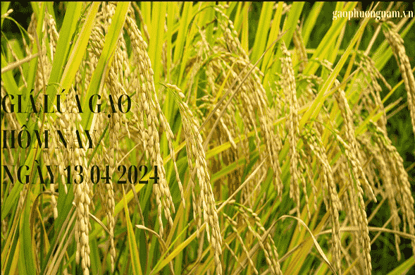 Giá lúa gạo hôm nay 13/04/2024: Giá lúa gạo ổn định, tiếp tục đà đi ngang