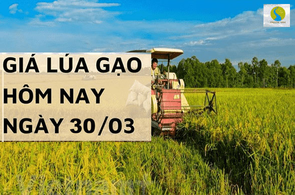 Giá lúa gạo 30/3/2024 tại Đồng bằng sông Cửu Long vẫn duy trì ổn định