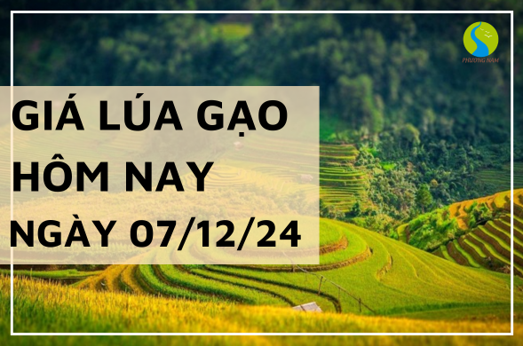 Giá lúa gạo hôm nay ngày 07/12/2024