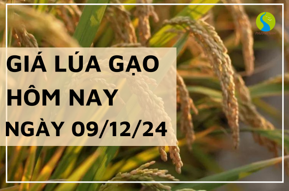 Giá lúa gạo hôm nay ngày 09/12/2024 